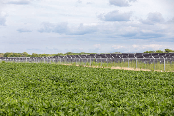 solar panels used in agriculture